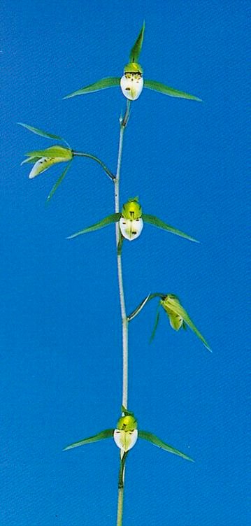 日向寒蘭、湖月 - 植物/観葉植物