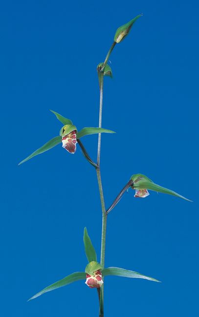 土佐寒蘭 銘品 「室戸錦」 濃赤花 平肩咲 - 植物/観葉植物