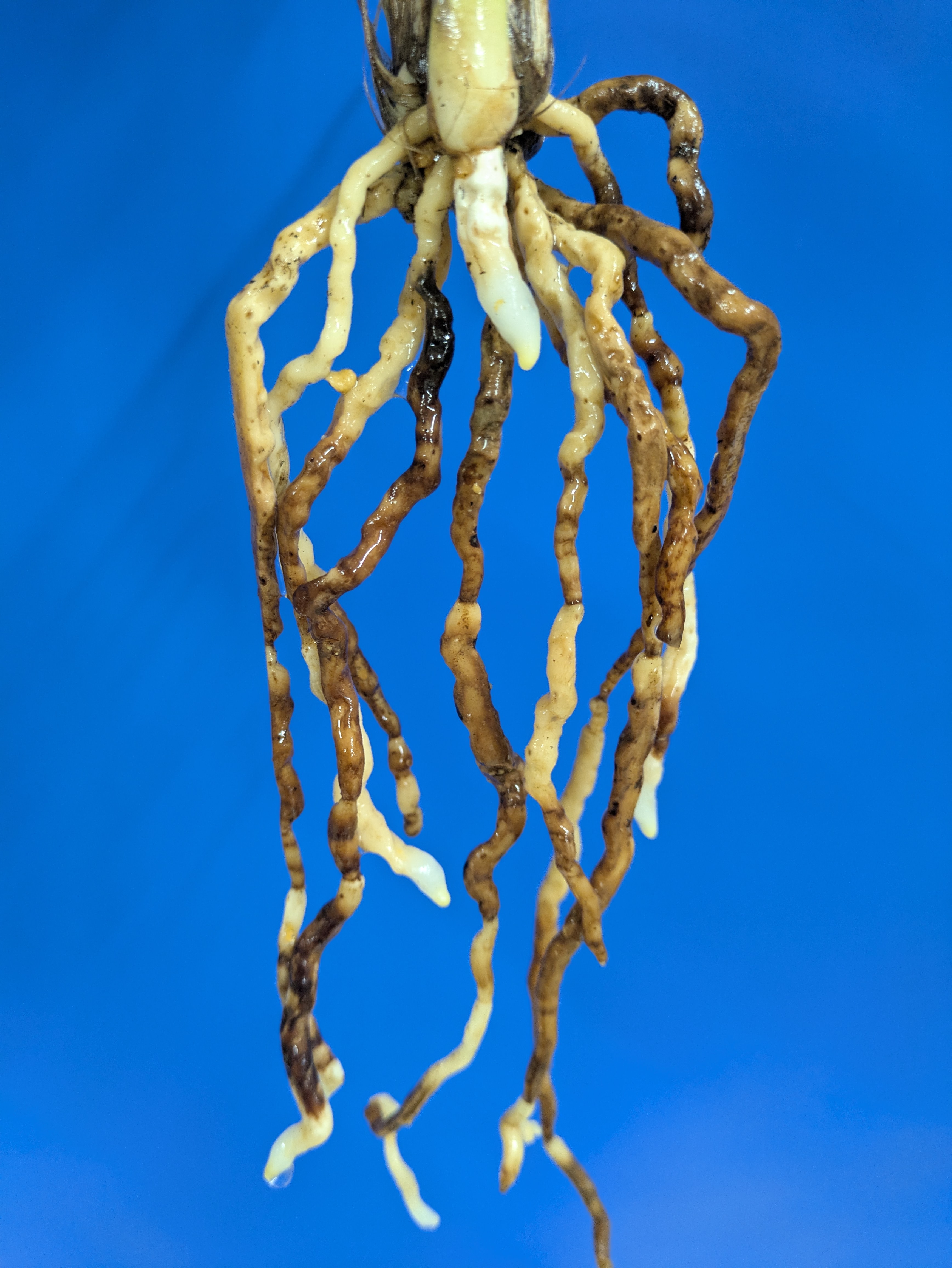 ★寒蘭★28-20 西林山産 花付 青い翼 濃緑一文字超大輪丸舌 新木成木４条 寒蘭専門店 東洋蘭センター &frasl; 青花