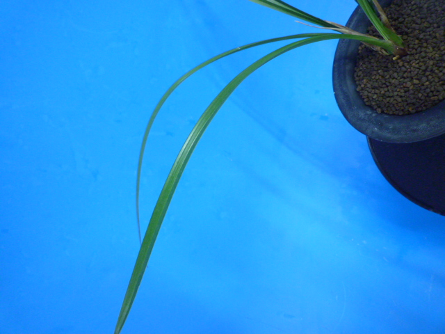 寒蘭『紅風師』