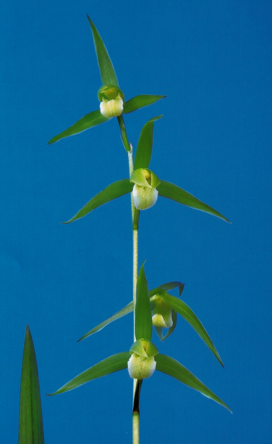 寒蘭】川登の白花（はっか）