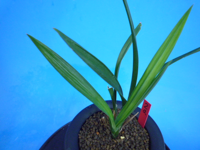 寒蘭-22256 交配種 8番 大輪更紗無点×西雄 開花 無点系 東洋ラン