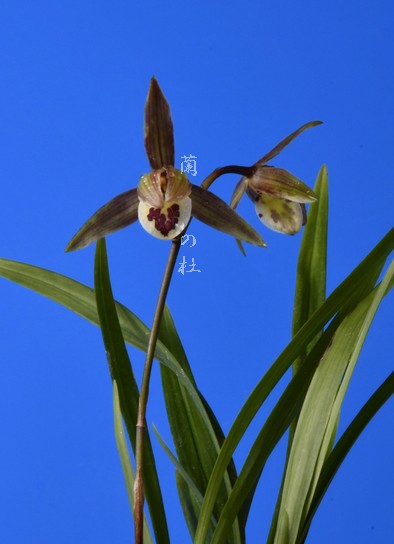 M-27：日向寒蘭：登録種・南極