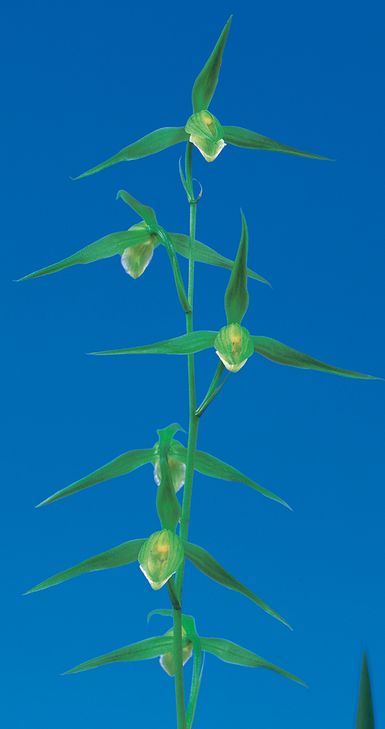 ★寒蘭・花付き「聖代の華」長崎（五島産）寒蘭、平肩咲き濃い紅紫花★春蘭 ☆寒蘭「聖代の華」長崎（五島産）寒蘭、濃い紅紫色の平肩咲き大輪花☆春蘭