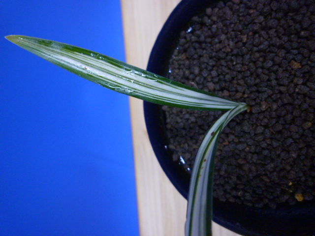 寒蘭専門店 東洋蘭センター / 最高級寒蘭 羅冠（らかん）紺覆輪