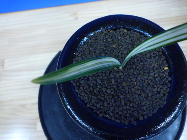 寒蘭-025　ラベル落ち　美しい紺覆輪　苗　交配種 寒蘭-025 ラベル落ち 美しい紺覆輪 苗 交配種