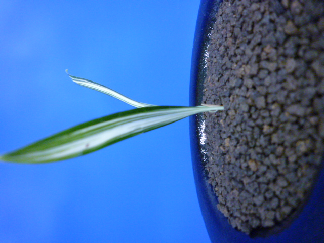 寒蘭専門店 東洋蘭センター / 最高級寒蘭 羅冠（らかん）紺覆輪