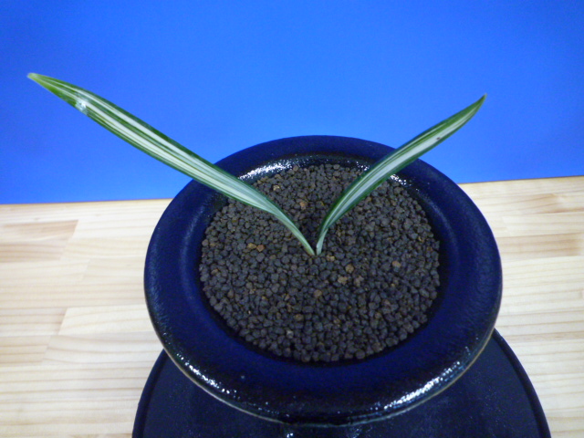 寒蘭-025　ラベル落ち　美しい紺覆輪　苗　交配種 寒蘭-025 ラベル落ち 美しい紺覆輪 苗 交配種 寒蘭専門店 東洋蘭