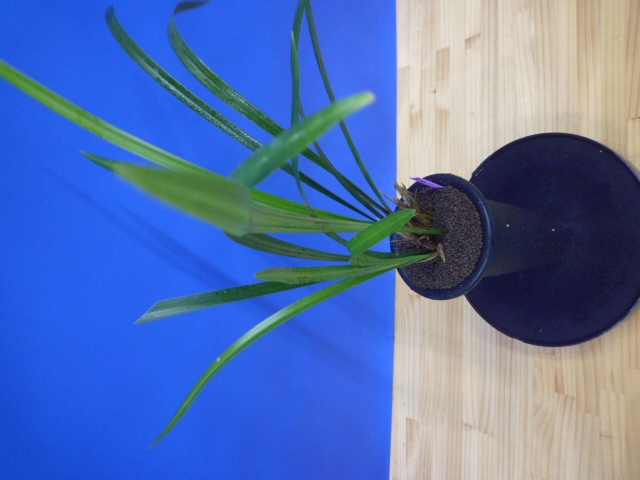 寒蘭専門店 東洋蘭センター / 王虎（おうこ）更紗梅弁大舌 宮崎県産 5