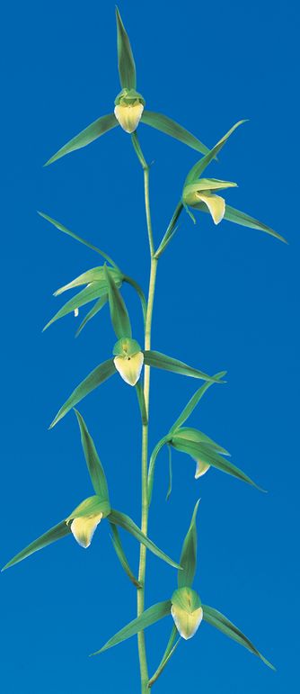 日向寒蘭、紅花名品、日向の誉