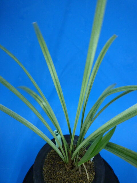 蘭 山野草 野生蘭 秋咲ナギラン