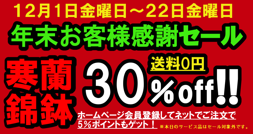 寒蘭専門店 東洋蘭センター / TOPページ