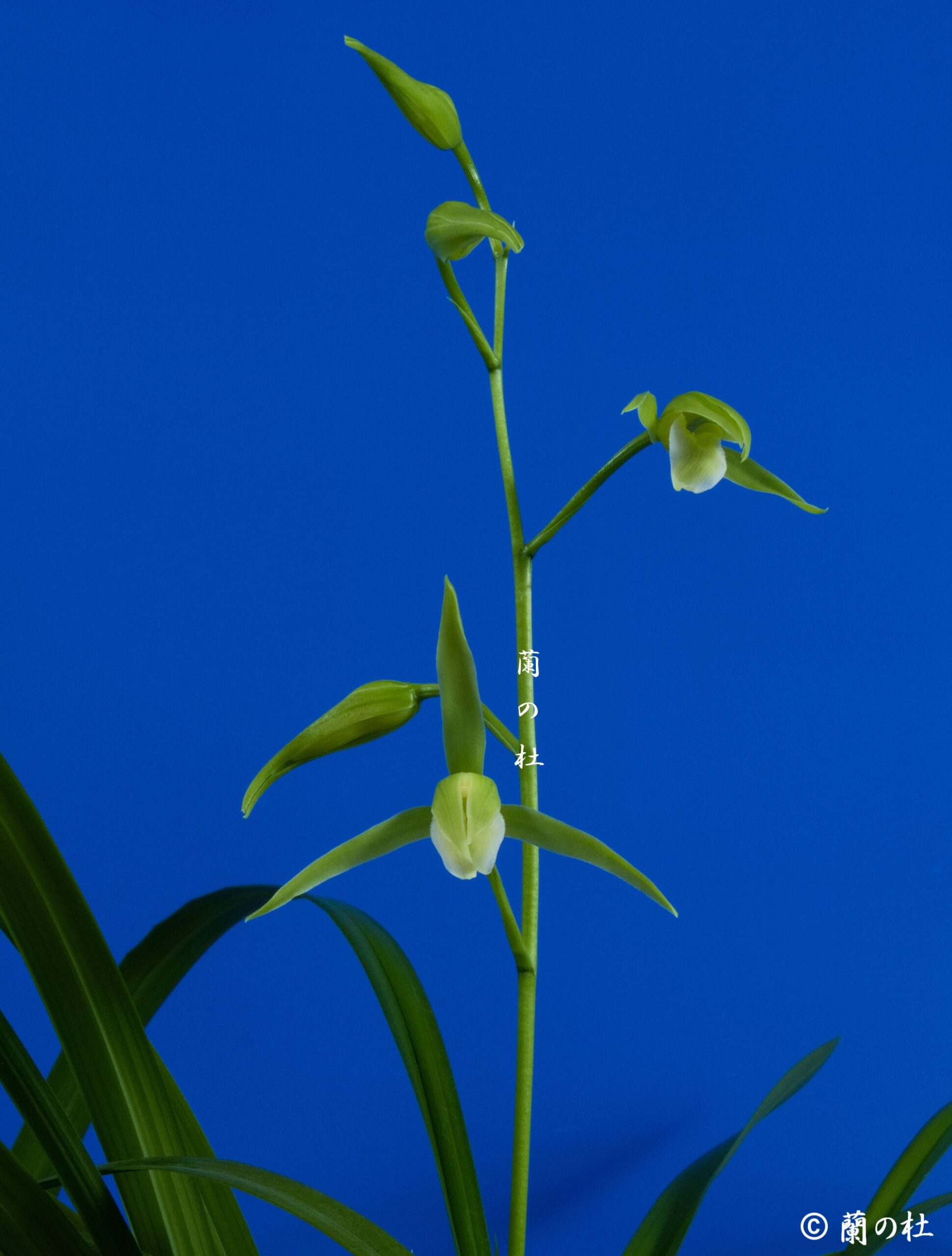 薩摩寒蘭、南雪、白花素心 - 植物/観葉植物