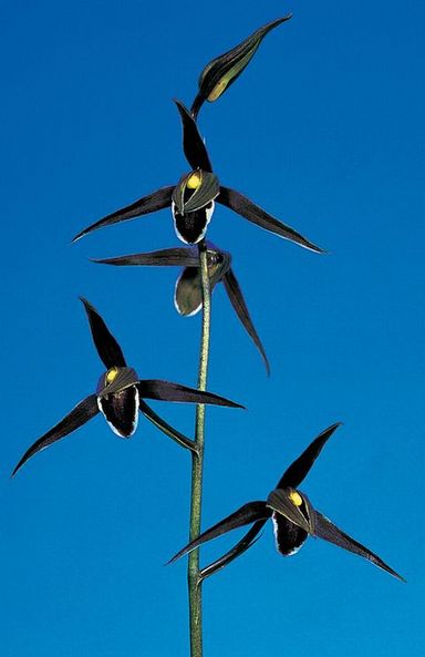 極楽鳥（ごくらくちょう）更紗ベタ 高知県産 « 寒蘭専門店｜東洋蘭