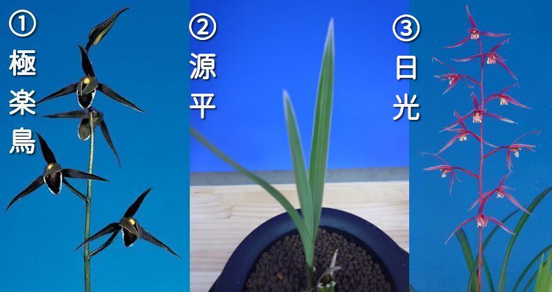 薩摩寒蘭、南雪、白花素心 - 植物/観葉植物