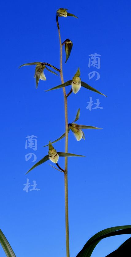 月の雫（つきのしずく）青更紗無点系　宮崎県産