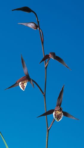 日向の誉（ひゅうがのほまれ）濃紅　宮崎県産