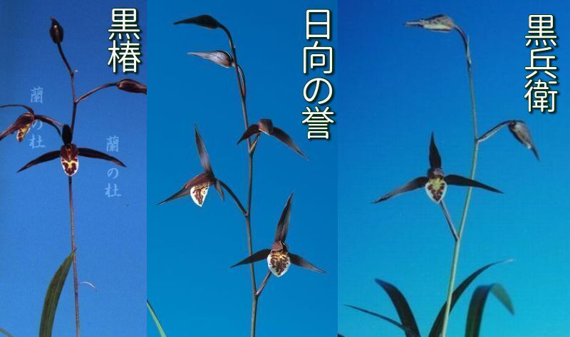 寒蘭 日向の誉