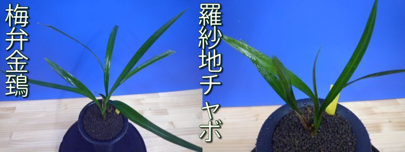 チャボ系2鉢セット　梅弁金鵄と羅紗地チャボ