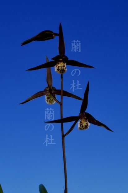 黒酔（こくすい）濃紅舌大　高知県産