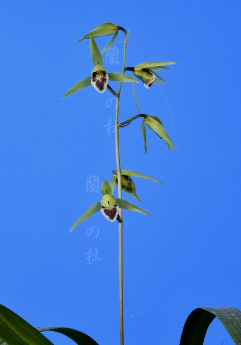 玉青冠（ぎょくせいかん）青広弁舌大　交配種