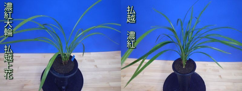 お得な払越2鉢セット