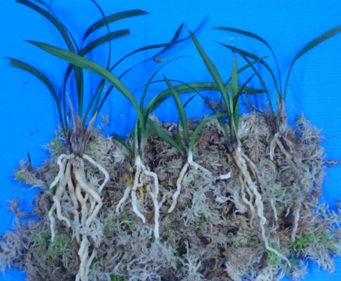 交配種いろいろお楽しみ5株セット　苔巻き発送