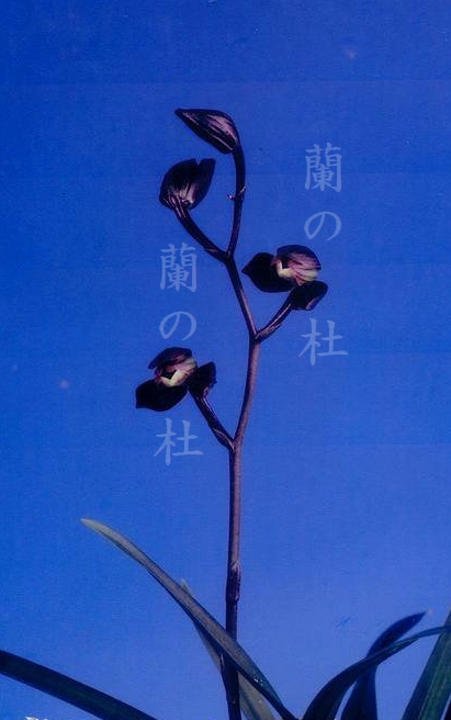 伽羅丸（きゃらまる)　交配種　黒紅梅弁豆チャボ