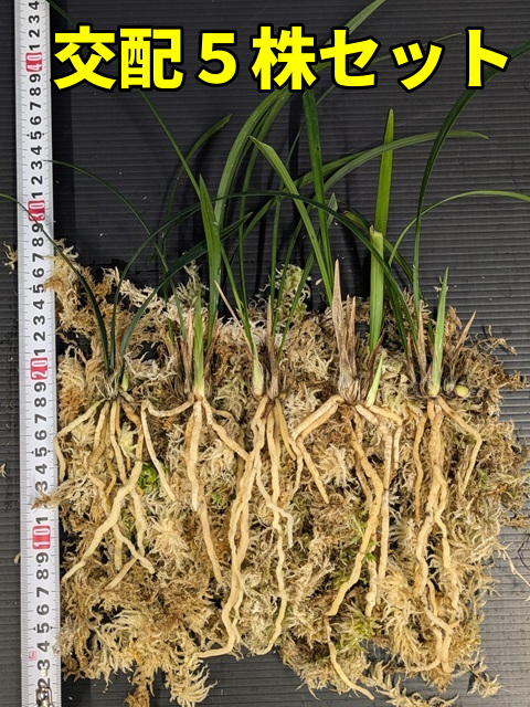 交配種いろいろお楽しみ5株セット　苔巻き発送