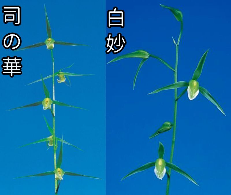 お値下げ中！！ 元気な風蘭　大苗　白い花 お値下げ中！！ 元気な風蘭 大苗 白い花