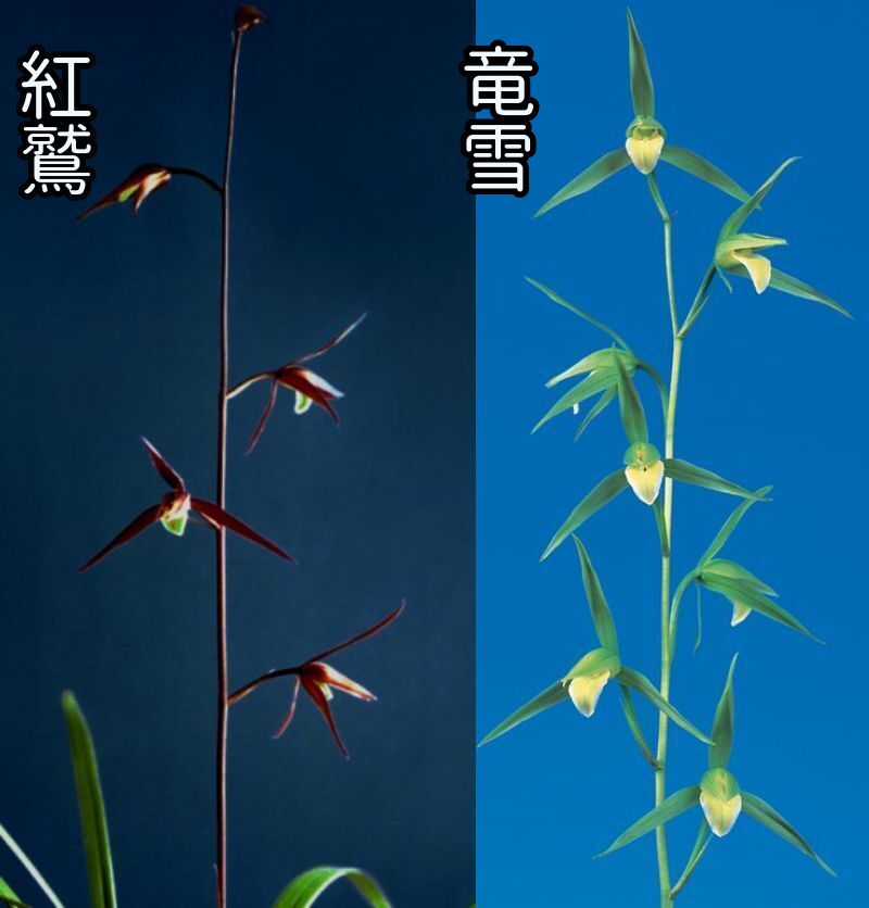 一括譲渡　寒蘭 寒蘭 一括譲渡