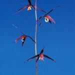 紅徳（こうとく）紅一文字大輪　高知県産