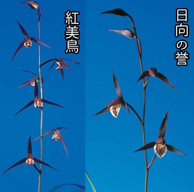 紅花2鉢セット　紅美鳥（こうびちょう）と日向の誉（ひゅうがのほまれ）