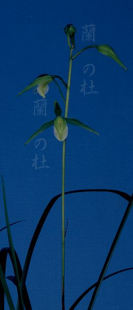 青皇(せいこう)　白花素心　高知県産