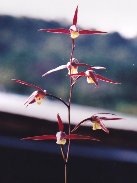 天鷹（てんよう）紅一文字 宮崎県産 « 寒蘭専門店｜東洋蘭センター.