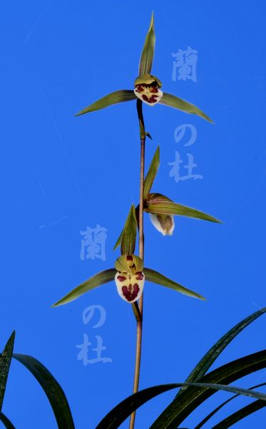 十二単（じゅうにひとえ）青更紗底紅大舌丸舌　高知県産　