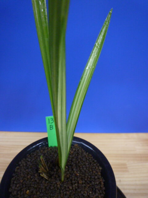 寒蘭専門店｜東洋蘭センター.