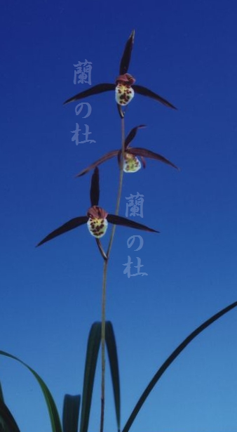 神太鼓(じんだいこ)　紅大舌　宮崎県産