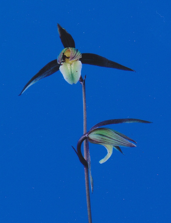 【寒蘭】白西平産（花芽付き） 寒蘭】白西平産【花芽つき】 大魔王（だいまおう）更紗大舌無点