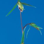 大吉（だいきち）青舌大　高知県産