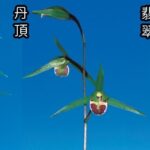 青花種木3鉢セット　国華（こっか）と丹頂（たんちょう）と翡翠（ひすい）