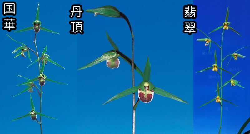 青花種木3鉢セット　国華（こっか）と丹頂（たんちょう）と翡翠（ひすい）