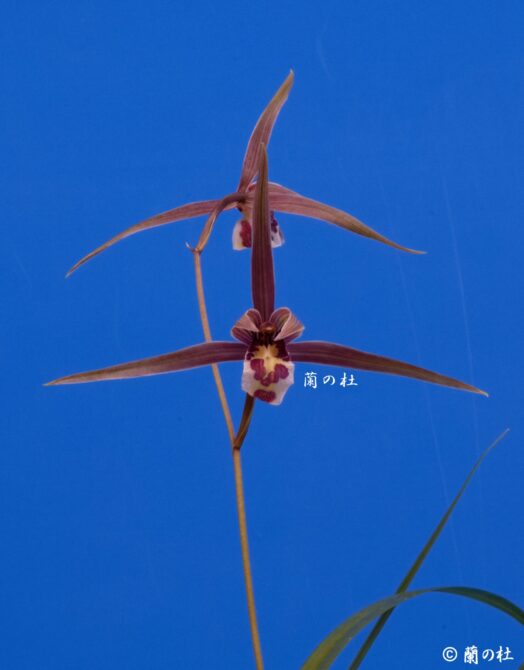 寒蘭-015　442-5H4　8番更紗無点×御国の華　苗　交配種　未開花株 寒蘭-015 442-5H4 8番更紗無点×御国の華 苗 交配種