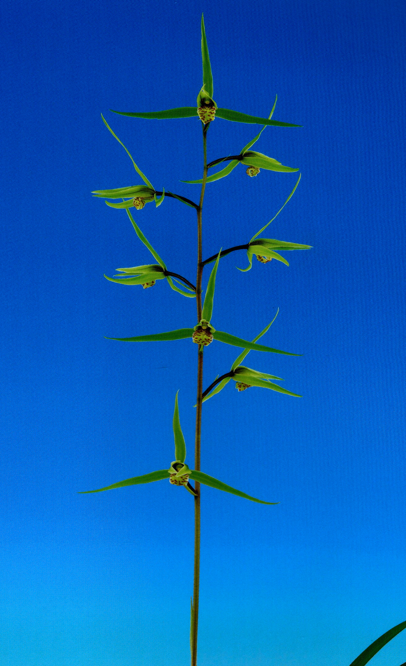 高見朝蒼 大富士 高見朝蒼 大富士 Yahoo!オークション -「高見朝蒼」(美術品) の