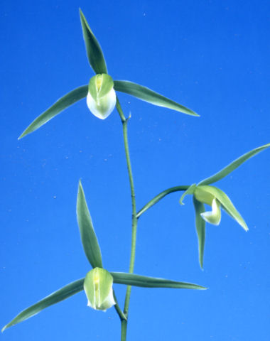 白妙　上（しらたえ）白花素心　鹿児島県産