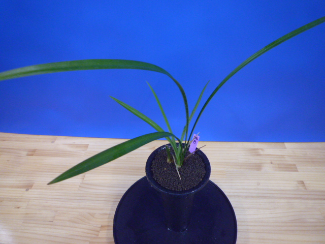 寒蘭-003　421-4H　薄桃花（大輪更紗無点×西雄）×華神　苗　交配種 寒蘭-003 421-4H 薄桃花（大輪更紗無点×西雄）×華神