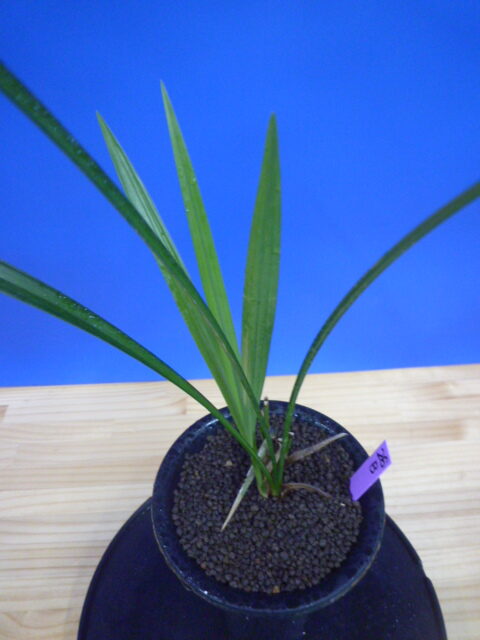 無名 更紗一文字大輪舌大 « 寒蘭専門店｜東洋蘭センター.