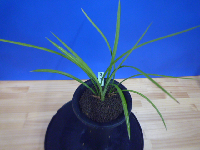 寒蘭-047　477-4H　払越×外輪山（払越大輪）　苗　交配種 Yahoo!オークション - 寒蘭-477 払越×外輪山（払越大輪） 苗 葉