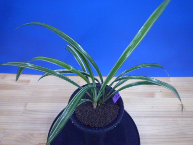 寒蘭-025　ラベル落ち　美しい紺覆輪　苗　交配種 寒蘭-025 ラベル落ち 美しい紺覆輪 苗 交配種