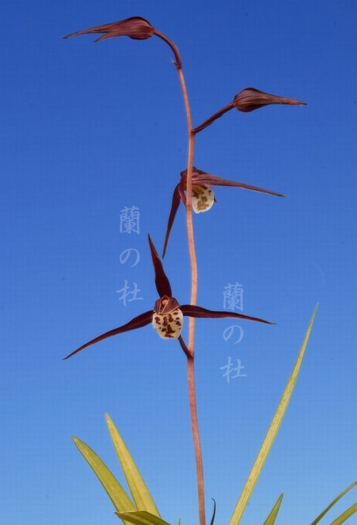 蘭さま専用 椎名洋ラン園 / ランラン タンブラーポット 4号2本立ち